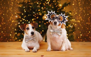 10 New Year’s Resolutions for Dogs