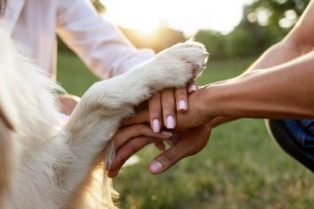 15 Heartwarming Reasons Dogs Are The Ultimate Healers