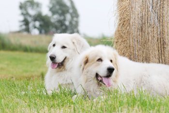 Ultimate 9 Dog Breeds That Create Bonds That Last Forever