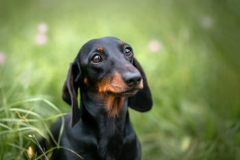 Top 9 Dog Breeds That Are Experts At Making You Smile