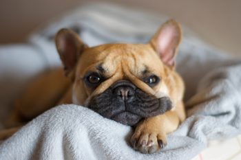 15 Cuddly Dog Breeds That Will Steal Your Blanket And Your Heart