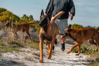 Top 11 Dog Breeds That Turn Every Walk Into An Adventure