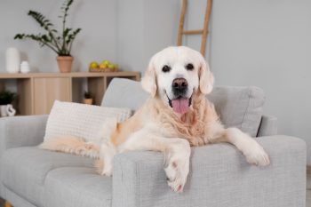 Top 15 Dog Breeds That Will Turn a House Into a Loving Home