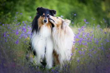 Ultimate 15 Dog Breeds That Will Show You Unconditional Love Forever