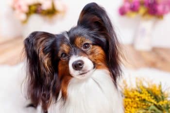 Top 13 Dog Breeds That Make Every Day a Little Brighter