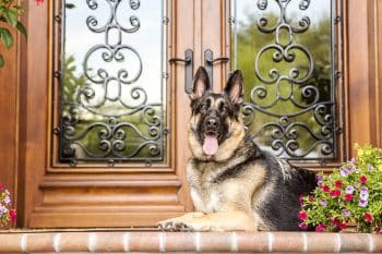 11 Hidden Ways Dogs Quietly Watch Over Their Humans