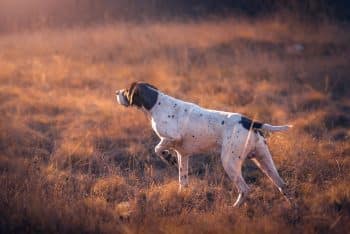 15 Best Dog Breeds for Long Walks and Big Adventures