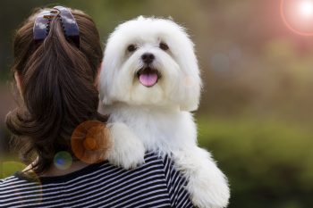 9 Best Dog Breeds For First-Time Owners Who Want A Forever Friend