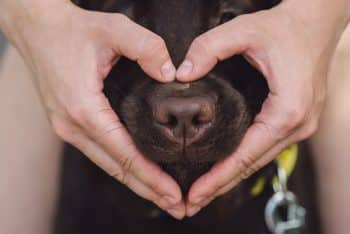 15 Heartwarming Ways Dogs Fill Our Lives With Love