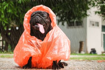 Top 15 Dog Breeds That Make Even Rainy Days Feel Warm And Bright