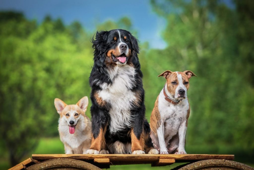 13 Reasons Dogs Are Happiest When They’re Part Of A Pack