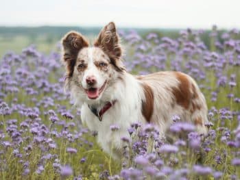 11 Dog Breeds With Jaw-Dropping Color Changes You Have to See to Believe