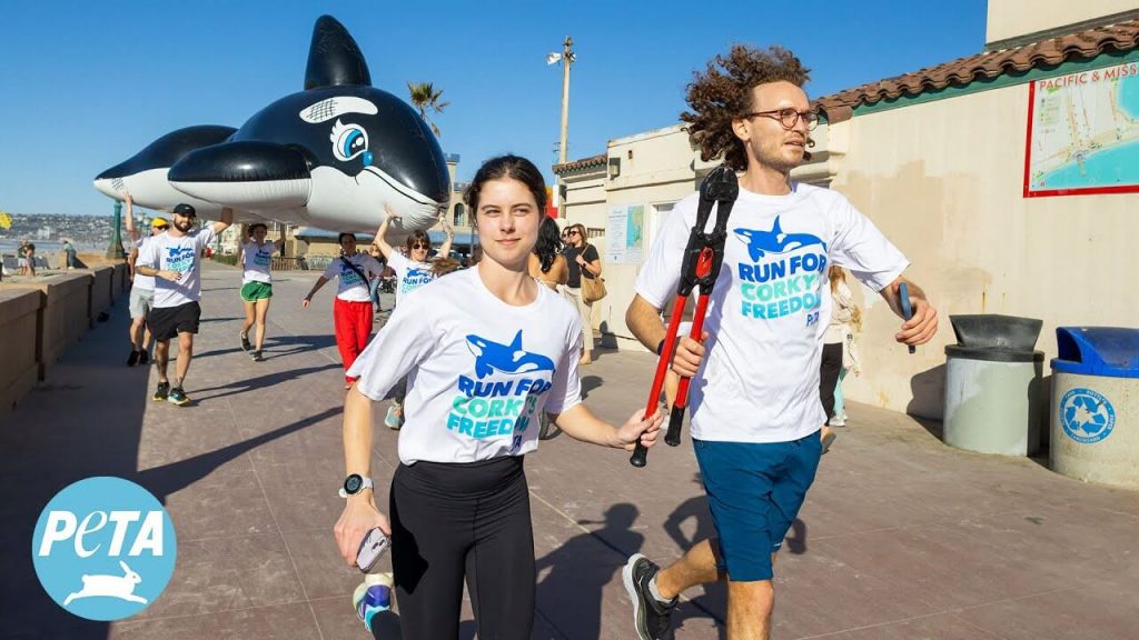 ‘Run for Corky’s Freedom’: PETA’s 150-Mile Relay to Demand That SeaWorld Release the Longest-Held Captive Orca Into a Seaside Sanctuary