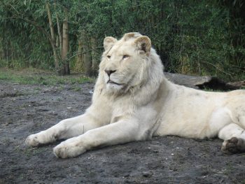 8 Incredibly Rare Albino Animals That Will Leave You Awestruck