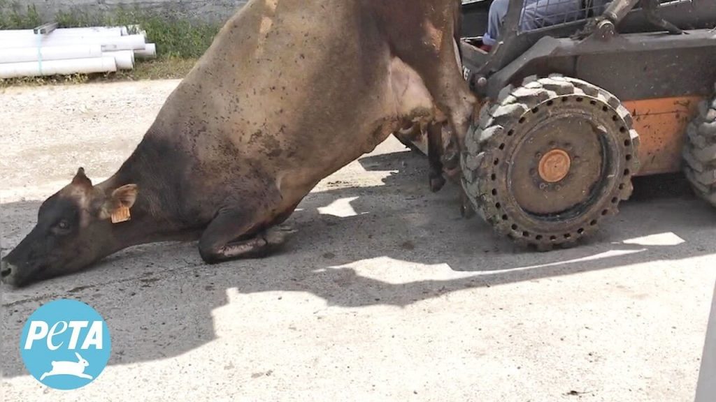 Do These Look Like ‘Happy’ Cows to You? Disturbing Footage From a Whole Foods Dairy Supplier