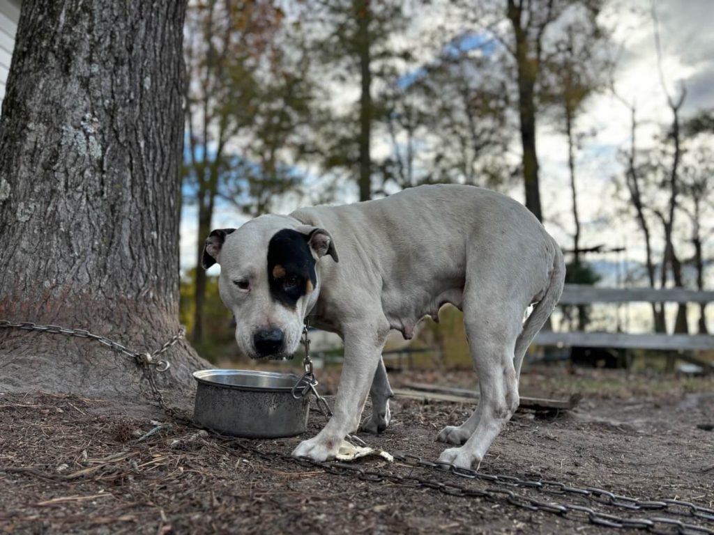 From Hurricane Relief to Routine Nail Trims—How PETA Gave Animals a New ‘Leash’ on Life