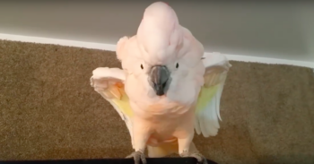 Cockatoo Refuses To Go In Her Cage, Throws Hilarious ‘Temper-Tantrum’