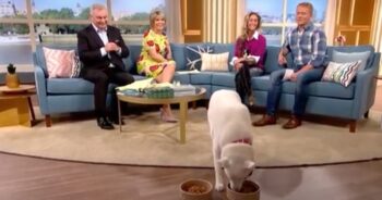 “Vegetarian Dog” Chooses Between Meat And Veggies On Live TV