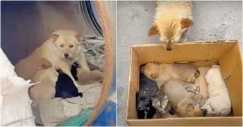 Woman Meets Mama Dog Living In Barrel With Her Babies But They’re Not Puppies At All