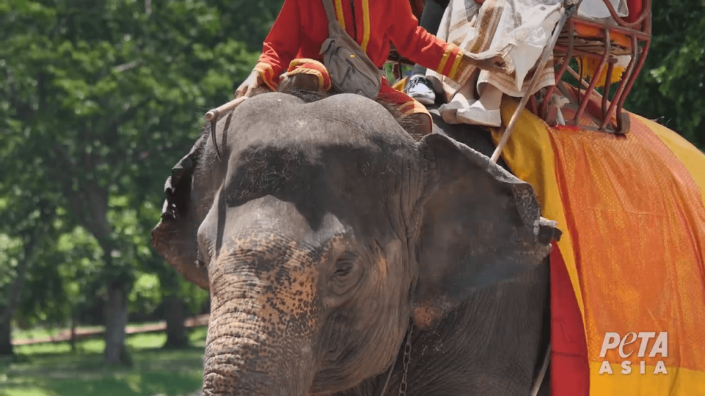 Tourist Killed at Sham Elephant ‘Sanctuary’ in Thailand—3 Reasons to Stay Far Away From These Facilities