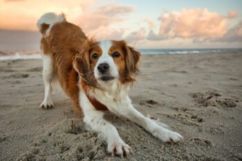 Top 9 Dog Breeds That Will Make You Believe In Soulmates