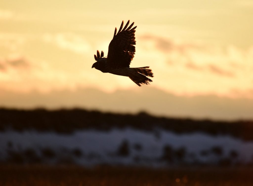 National Wildlife Refuge Association Celebrates 50 Years of Conservation