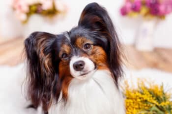 Top 15 Dog Breeds Who Are Sweet Souls Wrapped In Fur