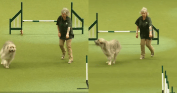 This Rescue Dog’s Agility Course Fail Will Have You Laughing