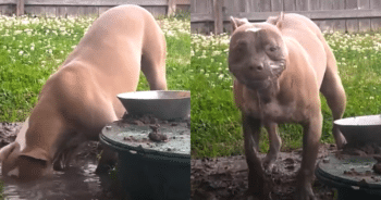 Rescue Pittie Becomes Beauty Queen with DIY Mud Masks and Makeup