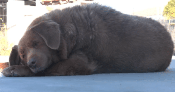 World’s Oldest Living Dog: Bobby Sets a New Century-Old Record