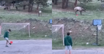 Kids’ Soccer Game Takes a Wild Turn When Elk Joins the Fun