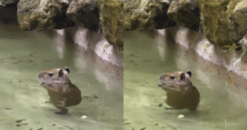 Adorable Baby Capybara Is a “Thriller” With Cute Dance to MJ’s Hit