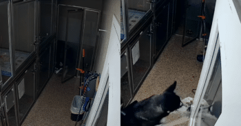 Shelter Dog Escapes Kennel at Night to Pull Off Snack Stealing Mission