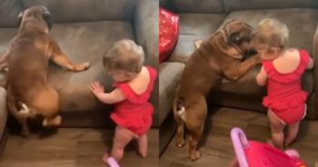 Baby and Bulldog Prove They’re the Perfect Pair in Couch Challenge