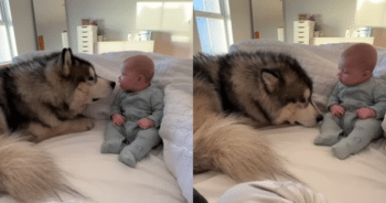 Husky’s Gentle ‘Apology’ After Baby Falls Is Too Sweet to Handle