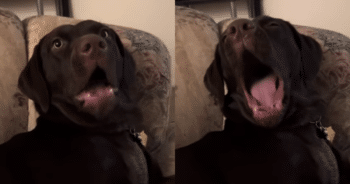 Accused of Barking Too Much, This Dog Has the Best Comeback