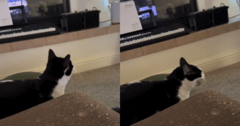 Confused Cat Goes Full Fanboy With Dad During Thrilling Basketball Game