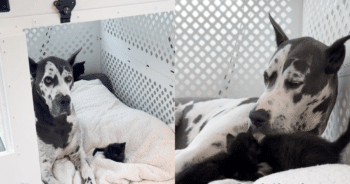 Great Dane’s Motherly Instinct Shines as She Adopts Orphaned Kittens