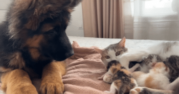 German Shepherd Puppy and Kittens’ First Meeting Is the Cutest Thing You’ll See Today