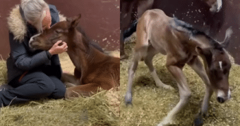 Little Foal Born With Twisted Legs Defies Odds to Run for the First Time