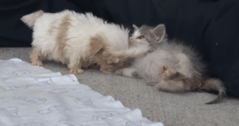 Neglected Puppy and His New Feline Friend Prove Love Heals All Wounds