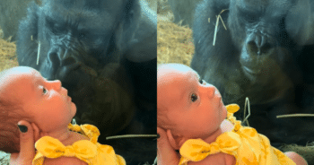 Gorilla Shares Tender Moment With Woman’s Baby in Heartwarming Clip