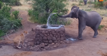 Elephant’s Splashy Response to Lioness Is Both Bold and Hilarious