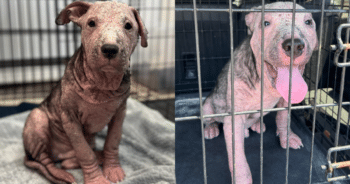 Animal Rescue Saves Mangy Dog on Death Row, Offers Him a Second Chance