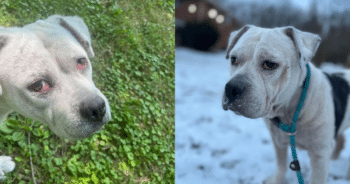 Rescued from Squalor, This Dog Has Waited 5 Years for a Forever Home