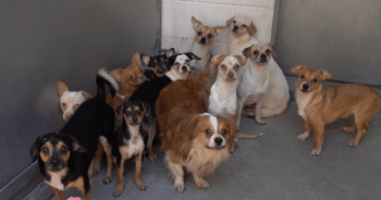 34 Dogs Saved from Hoarding Crisis, Shelter Pleads for Adopters