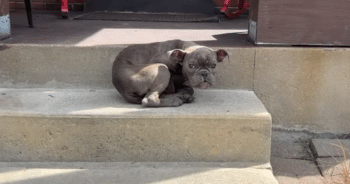 Abandoned Puppy Finds Hope at a Family’s Doorstep