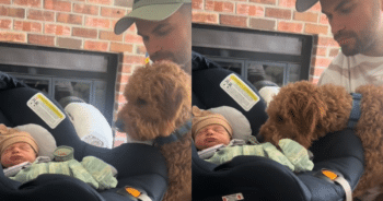 Golden Doodle Steals Hearts with His Reaction to Newborn Brother