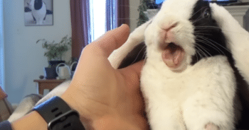 This Rabbit’s Response to Being Adopted is the Cutest Thing You’ll See