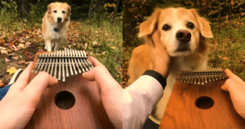 Enchanted Pup Mesmerized by Beautiful Music of “Can’t Help Falling in Love”